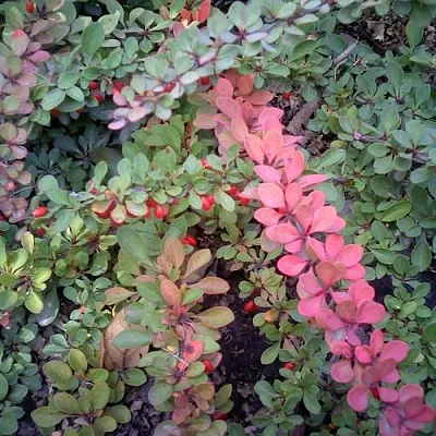 Барбарис ГРИН КАРПЕТ тунберга  Барбарис ГРИН КАРПЕТ тунберга в Мичуринске