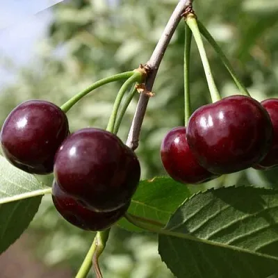 Вишня ЖАДАНА  Вишня ЖАДАНА в Мичуринске