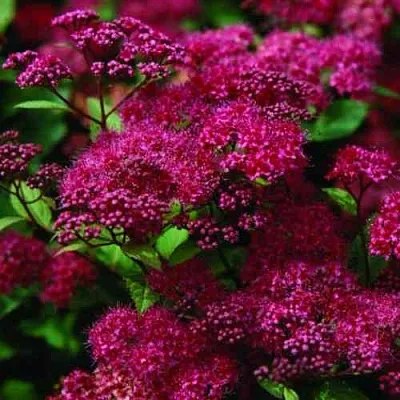 Спирея АНТОНИ ВАТЕРЕР японская в Мичуринске