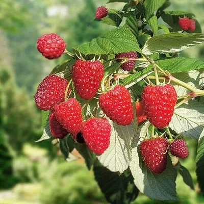 Малина РУБИФОЛ  Малина РУБИФОЛ в Мичуринске