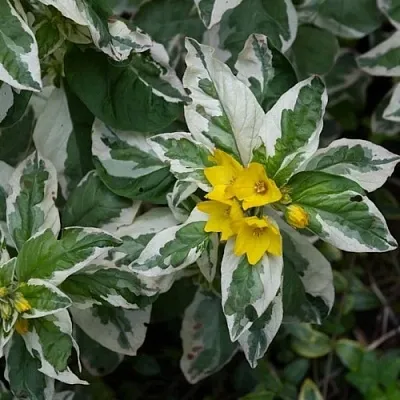 Вербейник АЛЕКСАНДР точечный  Вербейник АЛЕКСАНДР точечный в Мичуринске