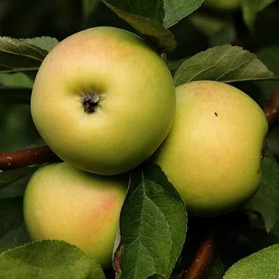 Яблоня ДАНИЛА  Яблоня ДАНИЛА в Мичуринске