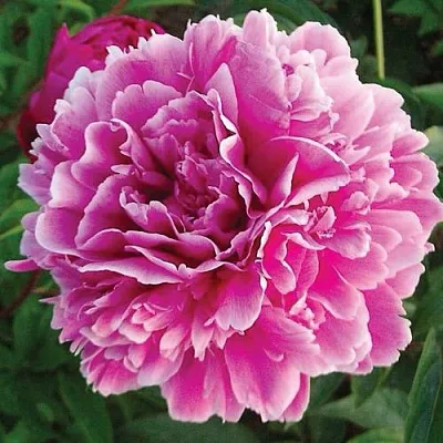 Пион ПУРПУРНАЯ ФЕЕРИЯ травянистый  Пион ПУРПУРНАЯ ФЕЕРИЯ травянистый в Мичуринске