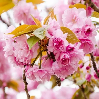 Сакура КАНЗАН  Сакура КАНЗАН в Мичуринске