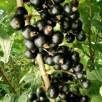 Смородина черная БЕН ТИРЕН в Мичуринске