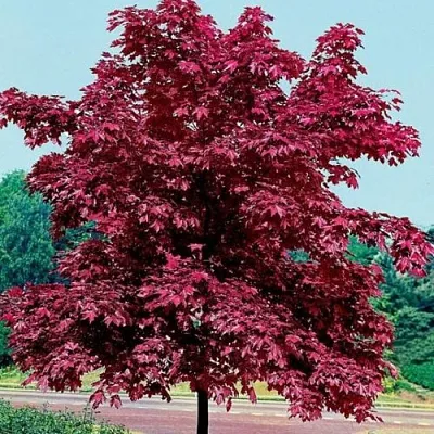 Клен КРИМСОН КИНГ остролистный в Мичуринске