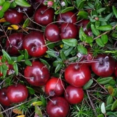 Клюква БЕН ЛИР  Клюква БЕН ЛИР в Мичуринске