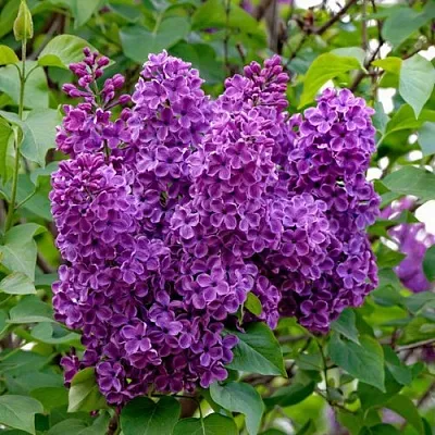 Сирень СУМЕРКИ в Мичуринске