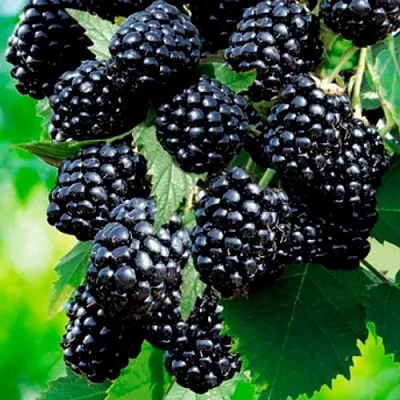 Ежевика ЛОХТЕЙ бесшипная  Ежевика ЛОХТЕЙ бесшипная в Мичуринске