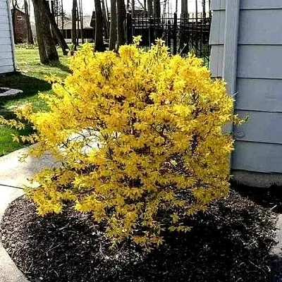 Форзиция ЛЕДНОГОРА промежуточная  Форзиция ЛЕДНОГОРА промежуточная в Мичуринске