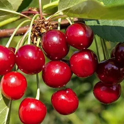 Вишня ЛЮБСКАЯ  Вишня ЛЮБСКАЯ в Мичуринске