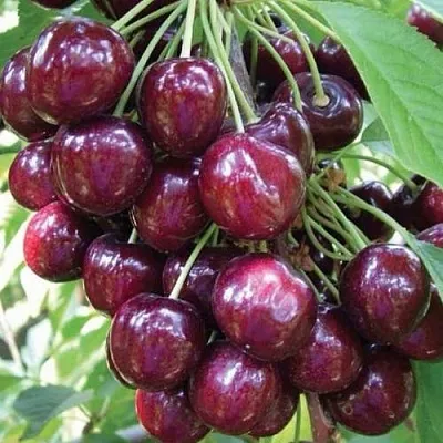 Черешня СЭМ колонновидная в Мичуринске