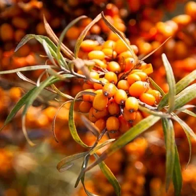 Облепиха ФИНСКАЯ  Облепиха ФИНСКАЯ в Мичуринске