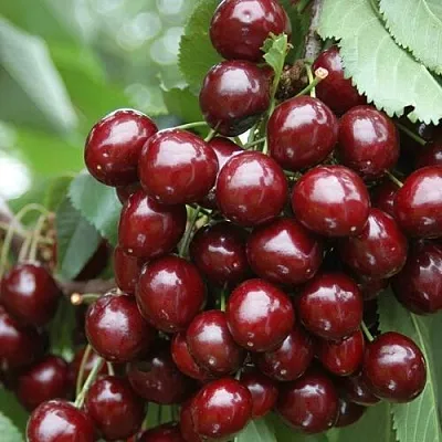 Черешня СИЛЬВИЯ колоновидная в Мичуринске