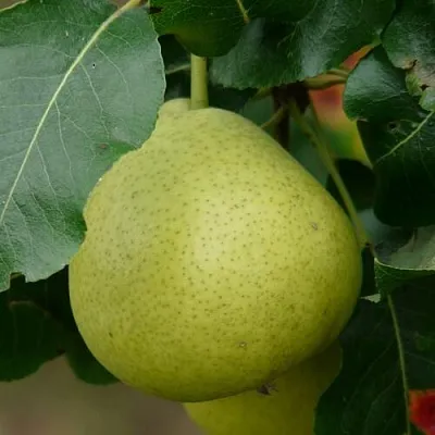 Груша САНРЕМО колонновидная в Мичуринске