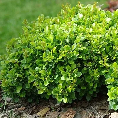 Барбарис КОБОЛЬД тунберга  Барбарис КОБОЛЬД тунберга в Мичуринске