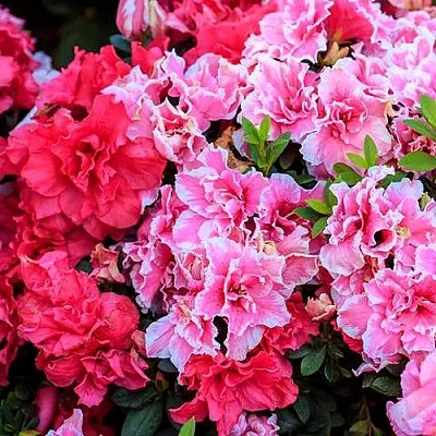 Декоративные растения  Декоративные растения в Мичуринске