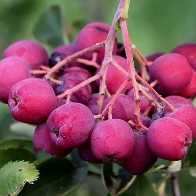 Рябина ДЕСЕРТНАЯ МИЧУРИНА сладкоплодная  Рябина ДЕСЕРТНАЯ МИЧУРИНА сладкоплодная в Мичуринске