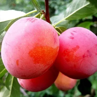 Слива КОМЕТА в Мичуринске