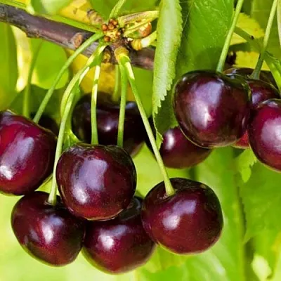 Черешня ИПУТЬ  Черешня ИПУТЬ в Мичуринске