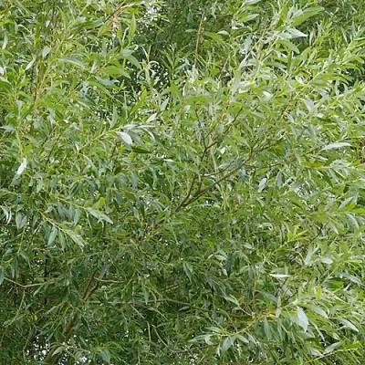 Ива ВИТЕЛЛИНА белая   Ива ВИТЕЛЛИНА белая  в Мичуринске