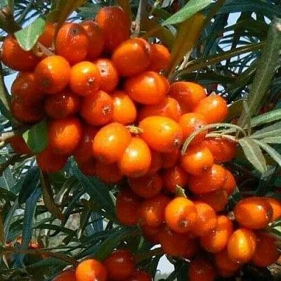 Облепиха ПЛАМЕННАЯ  Облепиха ПЛАМЕННАЯ в Мичуринске