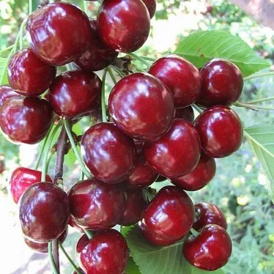 Черешня ОДРИНКА  Черешня ОДРИНКА в Мичуринске