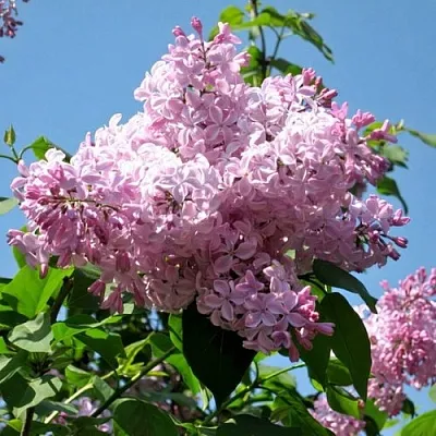 Сирень БУФФОН в Мичуринске