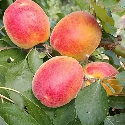 Абрикос ОСОБЕННЫЙ ДЕНИСЮКА  Абрикос ОСОБЕННЫЙ ДЕНИСЮКА в Мичуринске