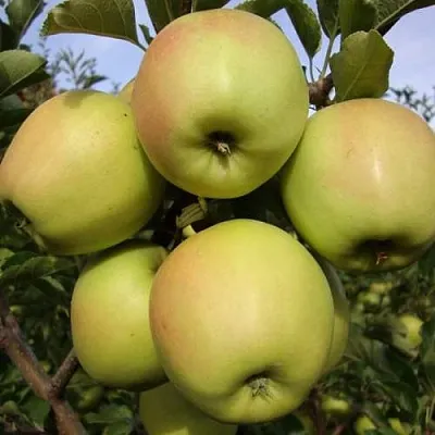 Яблоня СКИФСКОЕ ЗОЛОТО  Яблоня СКИФСКОЕ ЗОЛОТО в Мичуринске