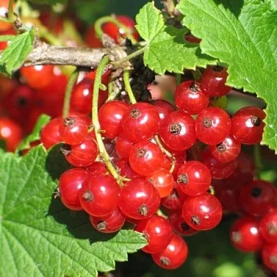 Смородина красная РАЧКОВСКАЯ  Смородина красная РАЧКОВСКАЯ в Мичуринске