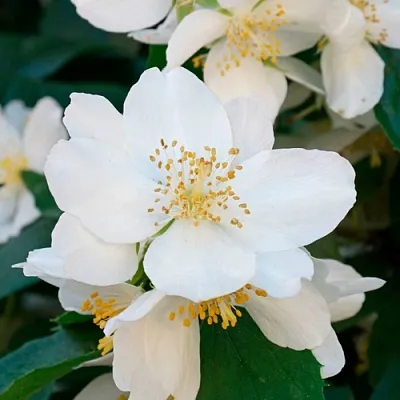 Жасмин ЮСТИНКА в Мичуринске