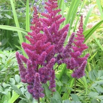 Астильба КАРАОКЕ ПАРТИ китайская  Астильба КАРАОКЕ ПАРТИ китайская в Мичуринске