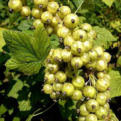 Смородина зеленоплодная СНЕЖНАЯ КОРОЛЕВА в Мичуринске