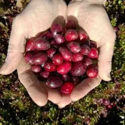 Клюква ХАБЕЛЬМАН  Клюква ХАБЕЛЬМАН в Мичуринске