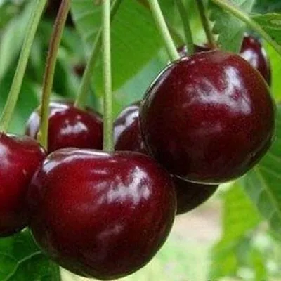 Вишня МИЛАВИЦА  Вишня МИЛАВИЦА в Мичуринске