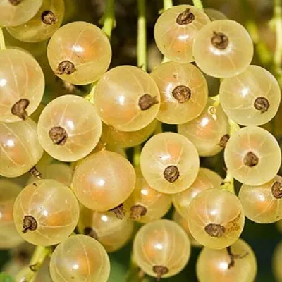 Смородина белая СМОЛЬЯНИНОВСКАЯ в Мичуринске