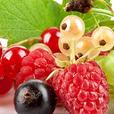 Плодовые кустарники  Плодовые кустарники в Мичуринске