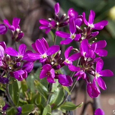 Арабис РОУЗ делайт  Арабис РОУЗ делайт в Мичуринске