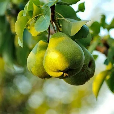 Груша СТОЛИЧНАЯ колонновидная в Мичуринске