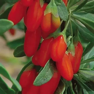 Годжи ВЯЧЕСЛАВ  Годжи ВЯЧЕСЛАВ в Мичуринске