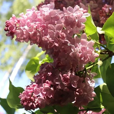 Сирень МЕДОВЫЙ СПАС в Мичуринске