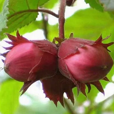 Фундук АЙВЕНГО  Фундук АЙВЕНГО в Мичуринске