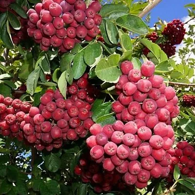 Рябина ГРАНАТНАЯ сладкоплодная  Рябина ГРАНАТНАЯ сладкоплодная в Мичуринске