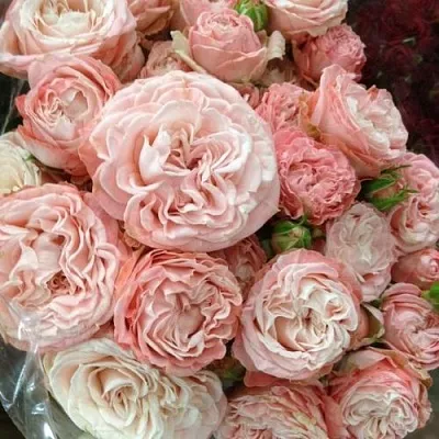 Саженцы роз МАДАМ БОМБАСТИК спрей  Саженцы роз МАДАМ БОМБАСТИК спрей в Мичуринске