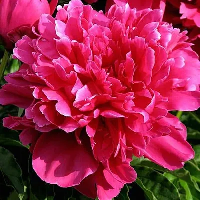 Пион ВИКТУАР ДЕ ЛА МАРН травянистый  Пион ВИКТУАР ДЕ ЛА МАРН травянистый в Мичуринске