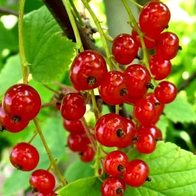 Смородина красная КОРАЛЛОВАЯ в Мичуринске