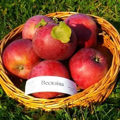 Яблоня ВЕСЯЛИНА в Мичуринске