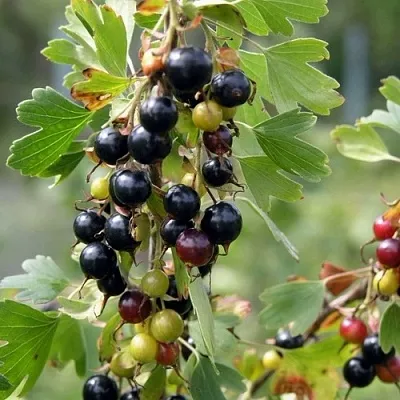 Смородина золотистая ПЛОТНОМЯСАЯ  Смородина золотистая ПЛОТНОМЯСАЯ в Мичуринске