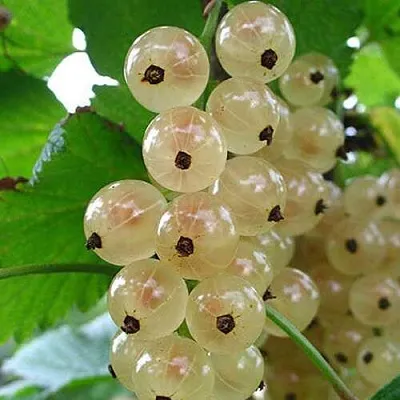 Смородина белая ЮТЕРБОРГСКАЯ в Мичуринске